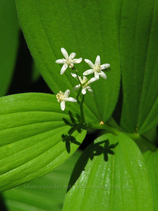 star-flowered Solomon's seal (Maianthemum stellatum (Smilacina stellata)) [Tombstone Prairie Trail, Willamette National Forest, Linn County, Oregon]