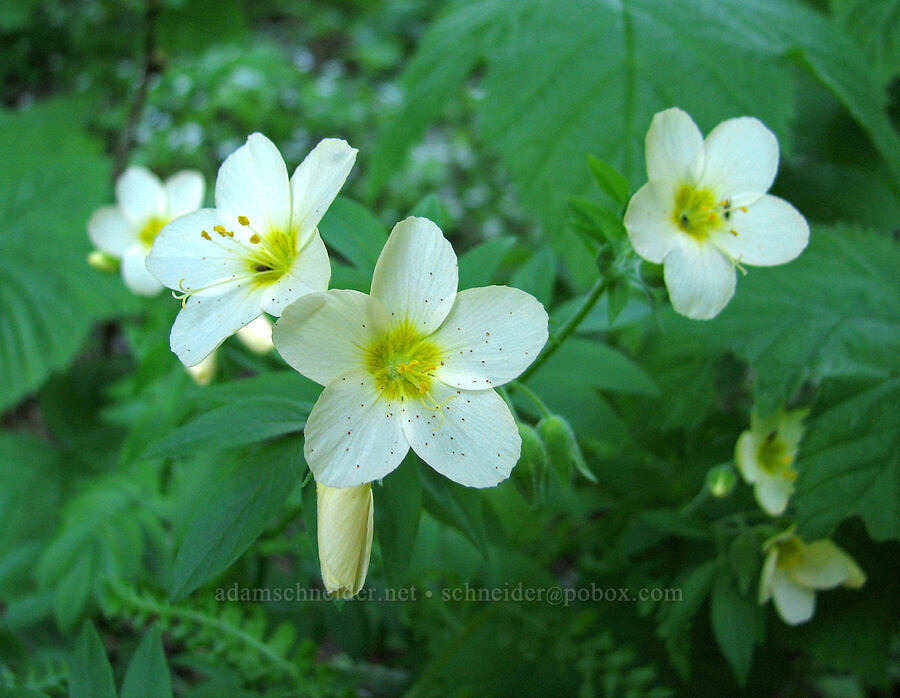 Oregon Jacob's ladder (Polemonium carneum) [Tombstone Prairie Trail, Willamette National Forest, Linn County, Oregon]