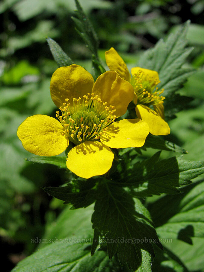 large-leaf avens (Geum macrophyllum) [Cone Peak Trail, Willamette National Forest, Linn County, Oregon]