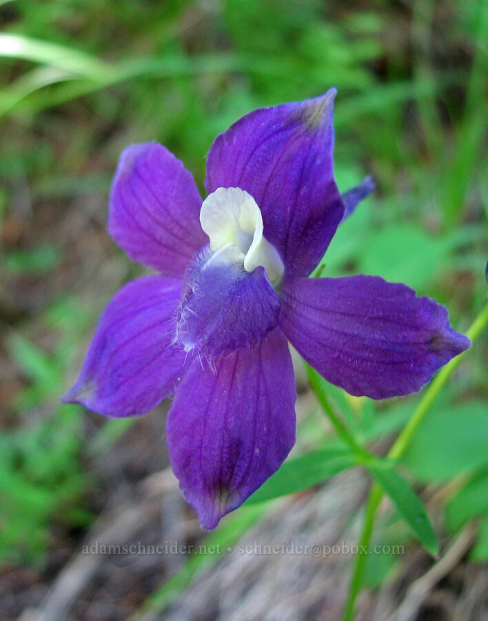 Menzies' larkspur (Delphinium menziesii) [Cone Peak Trail, Willamette National Forest, Linn County, Oregon]