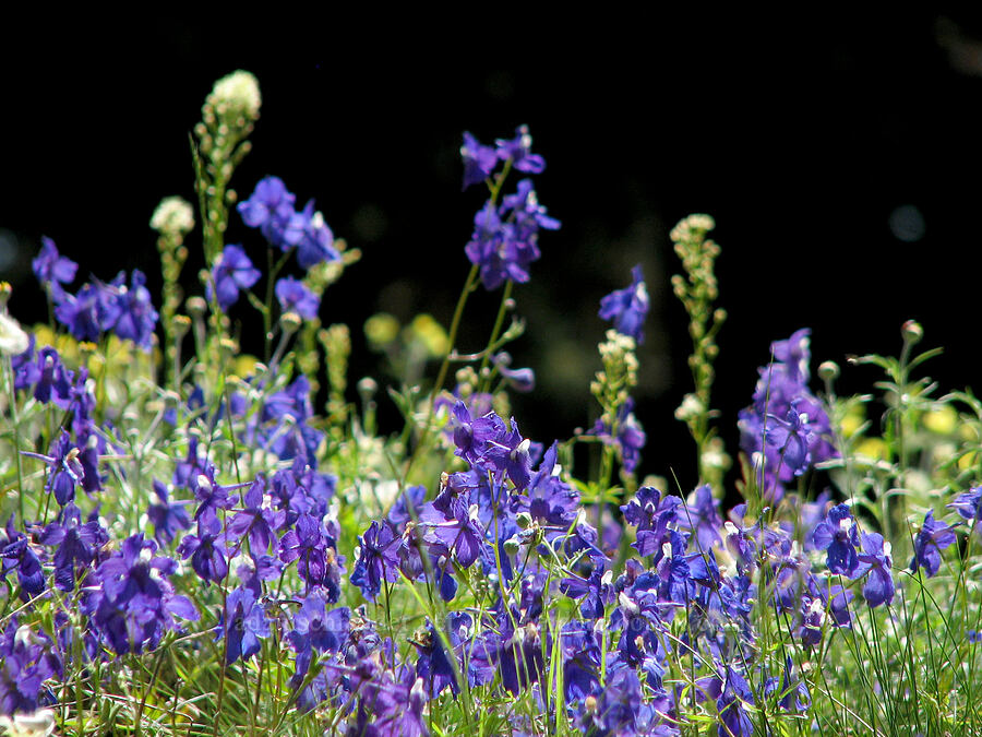 Menzies' larkspur (Delphinium menziesii) [Cone Peak Trail, Willamette National Forest, Linn County, Oregon]