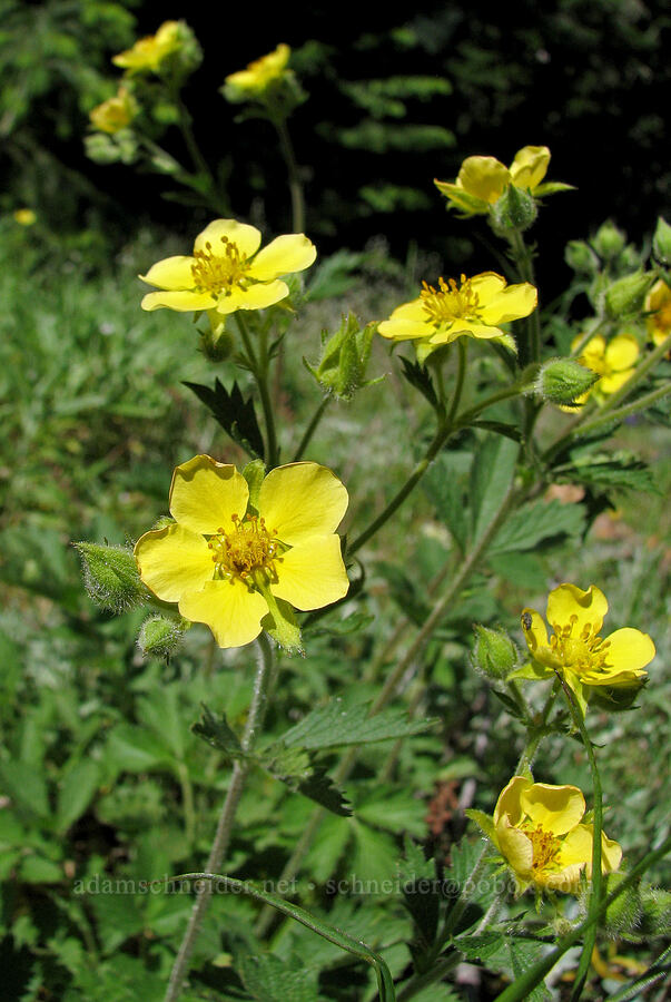 cinquefoil (Potentilla sp.) [Cone Peak Trail, Willamette National Forest, Linn County, Oregon]