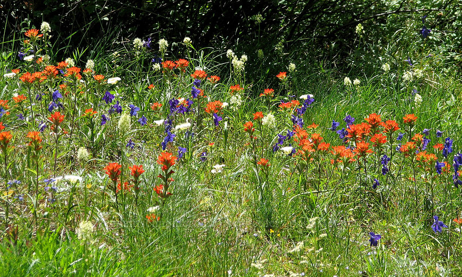 paintbrush, larkspur, & death-camas (Castilleja hispida, Delphinium menziesii, Toxicoscordion venenosum (Zigadenus venenosus)) [Cone Peak Trail, Willamette National Forest, Linn County, Oregon]