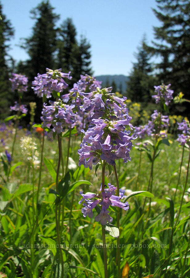 pincushion penstemon (Penstemon procerus var. brachyanthus) [Cone Peak Trail, Willamette National Forest, Linn County, Oregon]