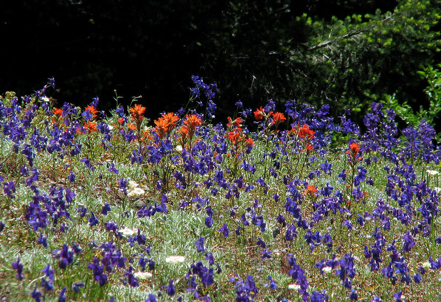 paintbrush & larkspur (Castilleja sp., Delphinium menziesii) [Cone Peak Trail, Willamette National Forest, Linn County, Oregon]
