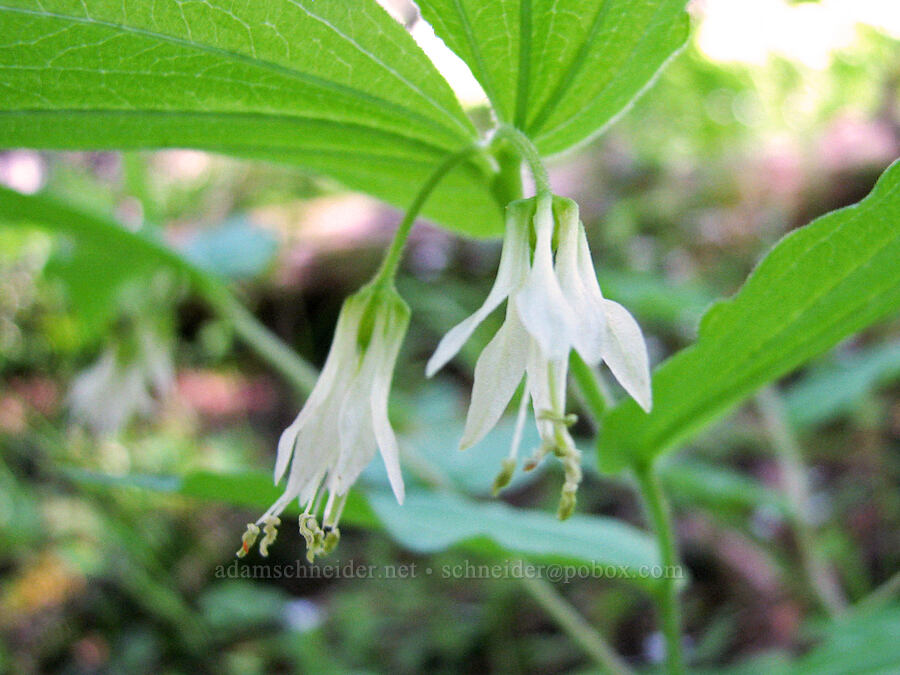 Hooker's fairy bells (Prosartes hookeri (Disporum hookeri)) [Cone Peak Trail, Willamette National Forest, Linn County, Oregon]
