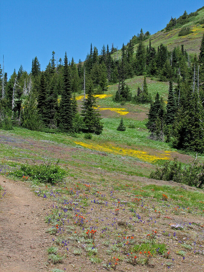 patches of monkeyflower on Cone Peak [Cone Peak Trail, Willamette National Forest, Linn County, Oregon]