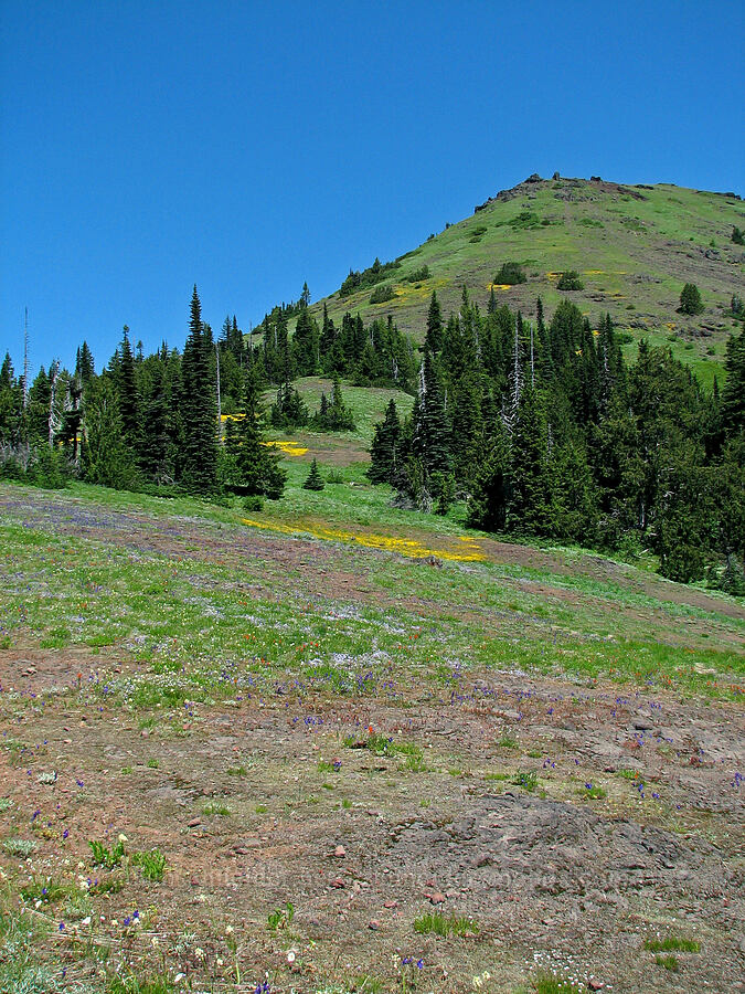 Cone Peak [Cone Peak Trail, Willamette National Forest, Linn County, Oregon]