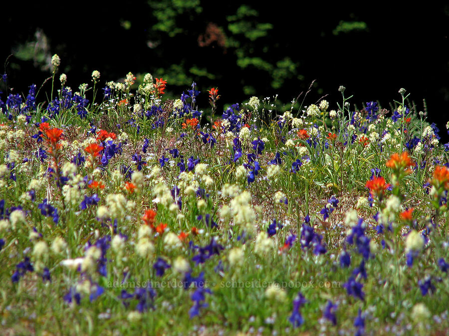 larkspur, death-camas, & paintbrush (Delphinium menziesii, Toxicoscordion venenosum (Zigadenus venenosus), Castilleja hispida) [Cone Peak Trail, Willamette National Forest, Linn County, Oregon]