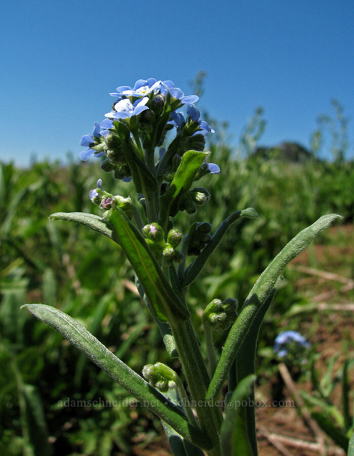 blue stickseed (Hackelia micrantha (Hackelia jessicae)) [Cone Peak Trail, Willamette National Forest, Linn County, Oregon]