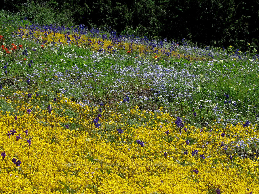 monkeyflower, blue-eyed Mary, larkspur, & other wildflowers (Erythranthe sp. (Mimulus sp.), Collinsia grandiflora, Delphinium menziesii, Castilleja sp.) [Cone Peak Trail, Willamette National Forest, Linn County, Oregon]
