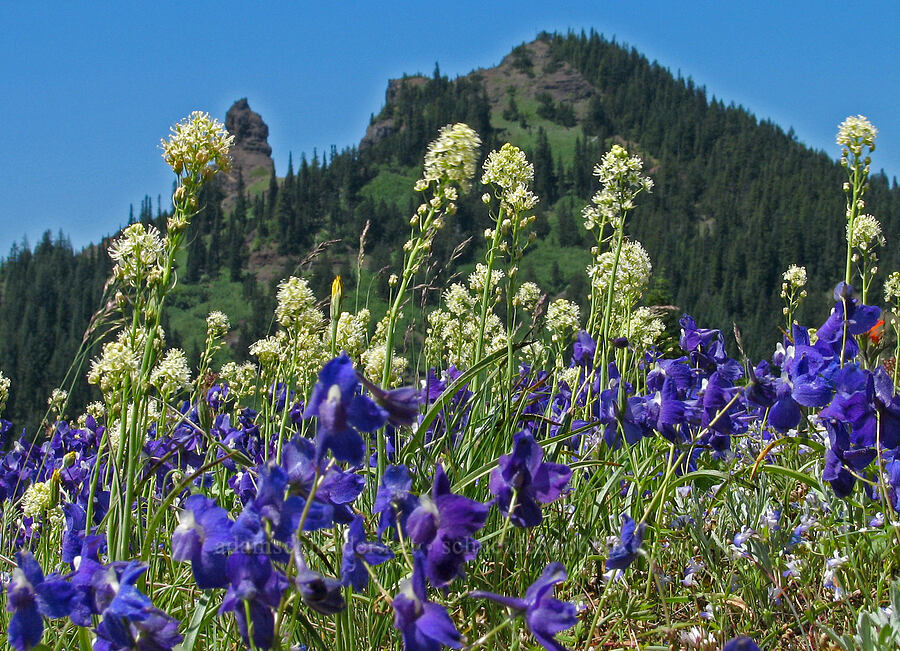 larkspur, death-camas, & Iron Mountain (Delphinium menziesii, Toxicoscordion venenosum (Zigadenus venenosus)) [Cone Peak Trail, Willamette National Forest, Linn County, Oregon]