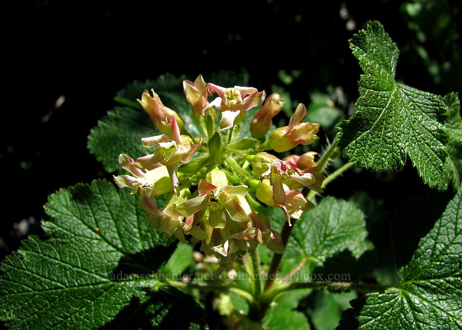 sticky currant (Ribes viscosissimum) [Cone Peak Trail, Willamette National Forest, Linn County, Oregon]