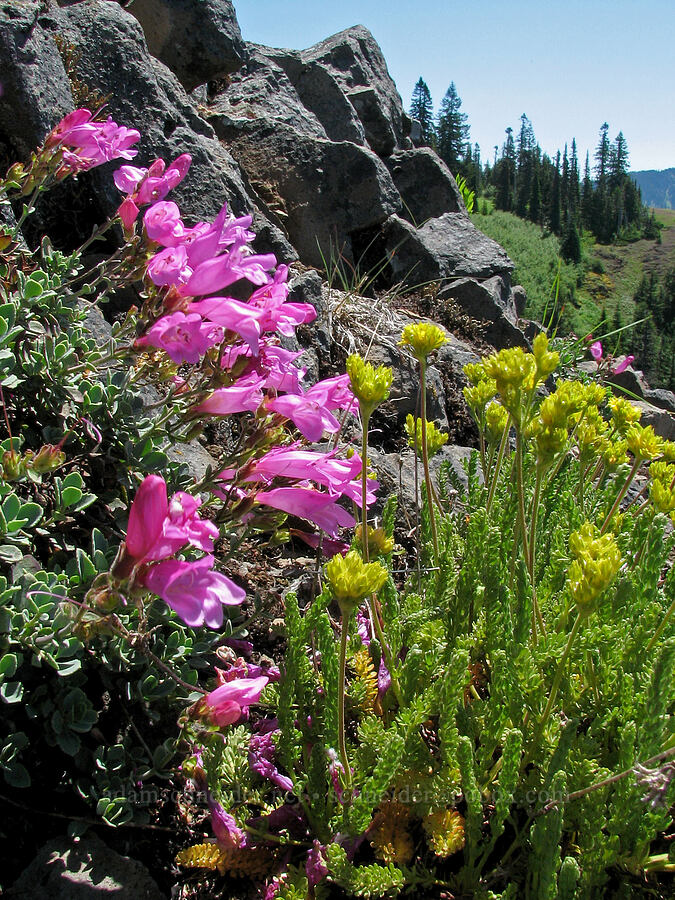 cliff penstemon & Gordon's alpine ivesia (Penstemon rupicola, Ivesia gordonii var. alpicola (Potentilla gordonii var. alpicola)) [Ridge below Cone Peak, Willamette National Forest, Linn County, Oregon]