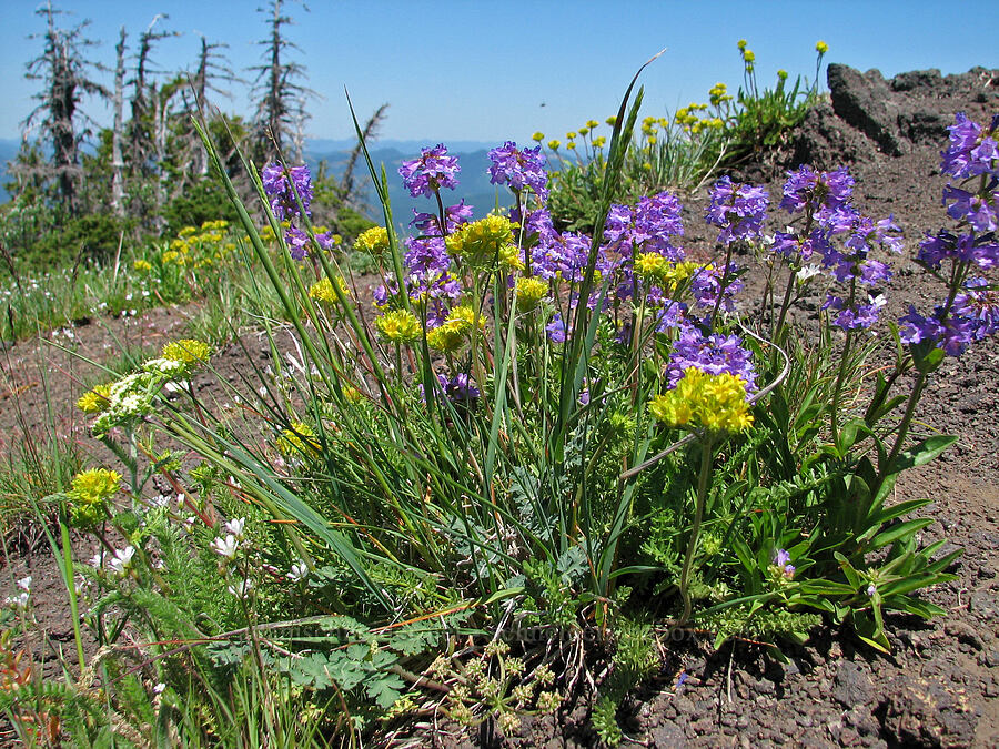 Gordon's alpine ivesia & penstemon (Ivesia gordonii var. alpicola (Potentilla gordonii var. alpicola), Penstemon procerus var. brachyanthus) [summit of Cone Peak, Willamette National Forest, Linn County, Oregon]