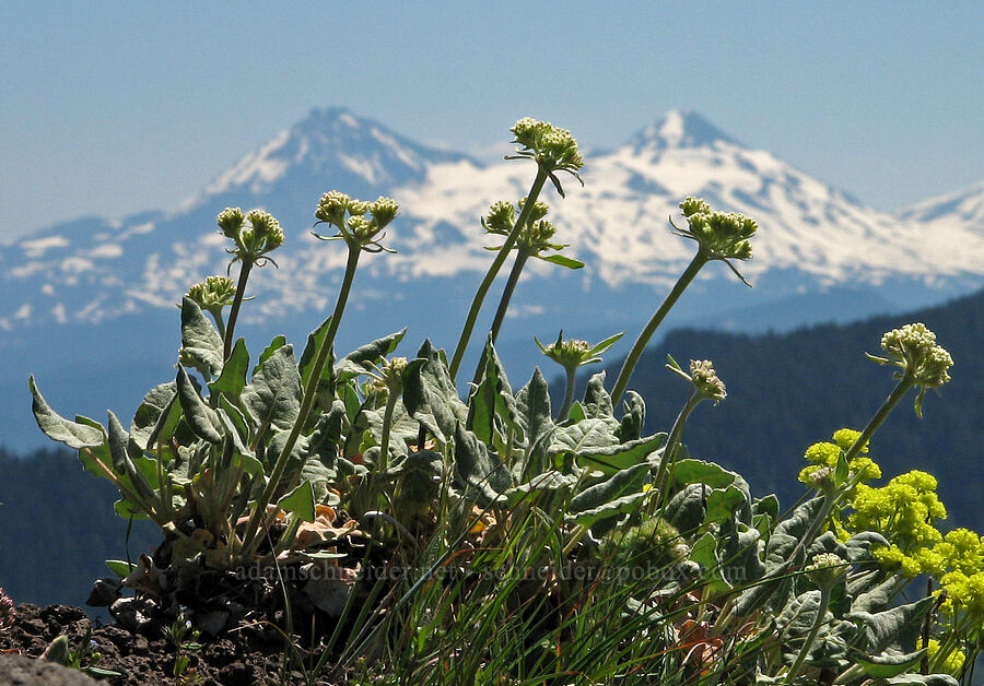 heart-leaf buckwheat, sulphur flower, and two of the Three Sisters (Eriogonum compositum, Eriogonum umbellatum var. haussknechtii (Eriogonum haussknechtii)) [summit of Cone Peak, Willamette National Forest, Linn County, Oregon]