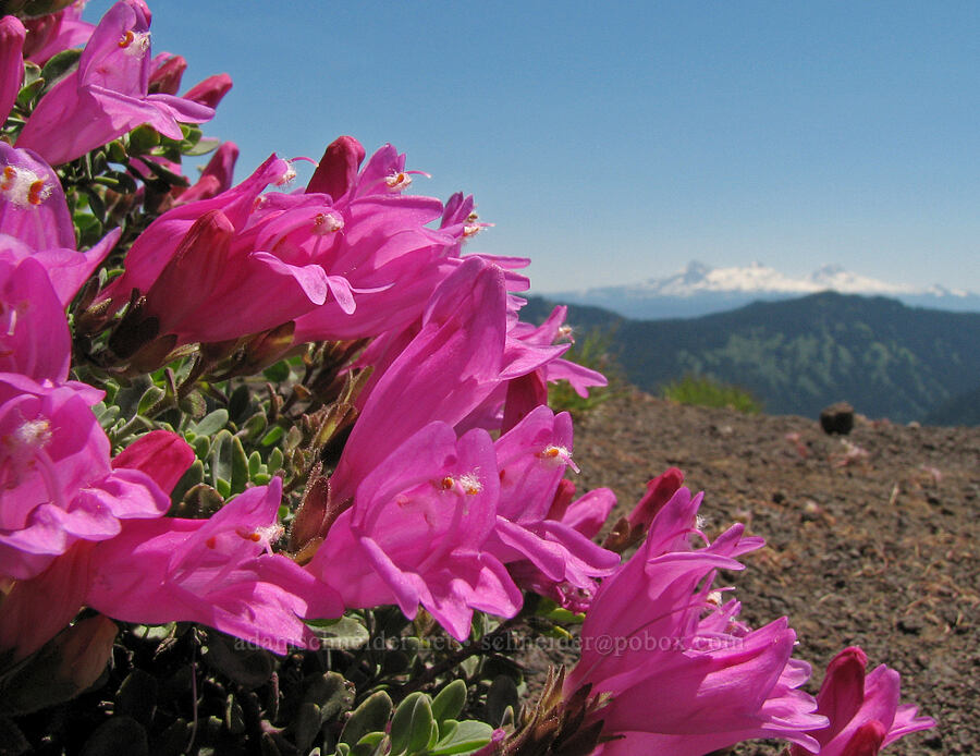 cliff penstemon (Penstemon rupicola) [summit of Cone Peak, Willamette National Forest, Linn County, Oregon]