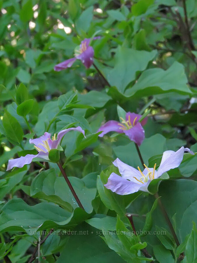 trillium, fading to pink (Trillium ovatum) [Iron Mountain-Cone Peak saddle, Willamette National Forest, Linn County, Oregon]