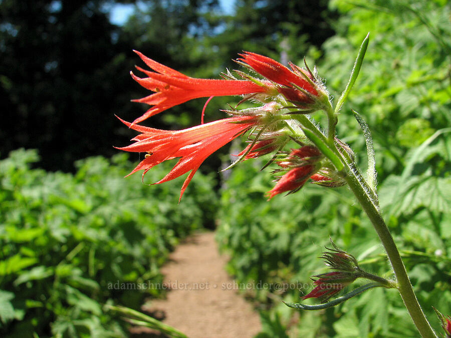 scarlet gilia (skyrocket) (Ipomopsis aggregata) [Iron Mountain Lookout Trail, Willamette National Forest, Linn County, Oregon]