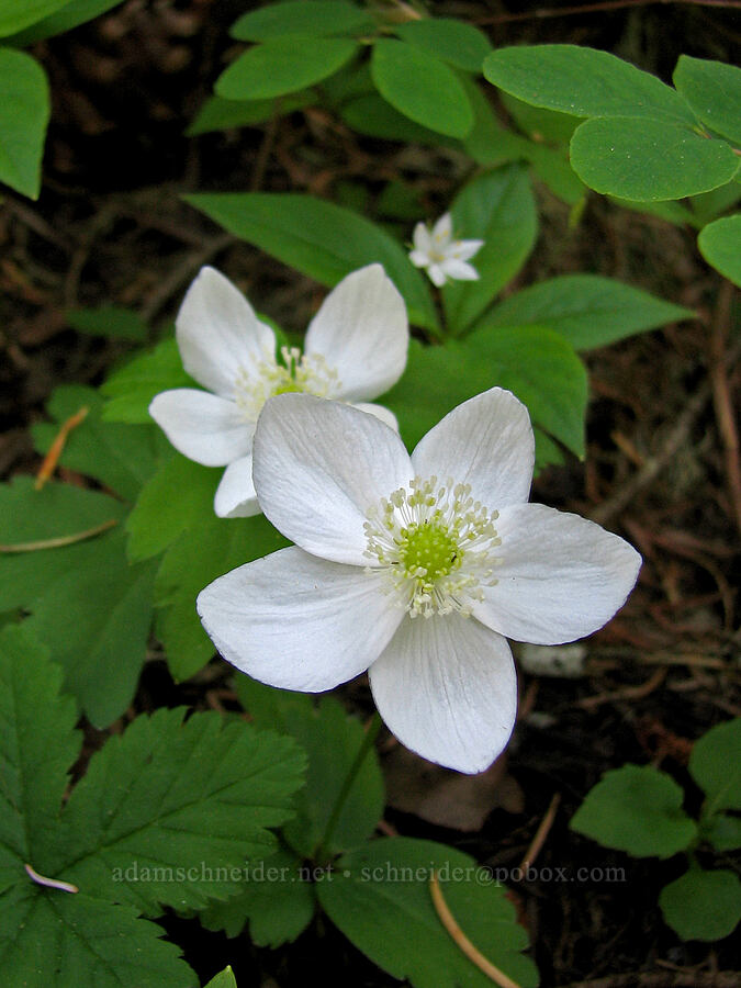 Columbia windflower (Anemone deltoidea (Anemonastrum deltoideum)) [Iron Mountain Trail, Willamette National Forest, Linn County, Oregon]
