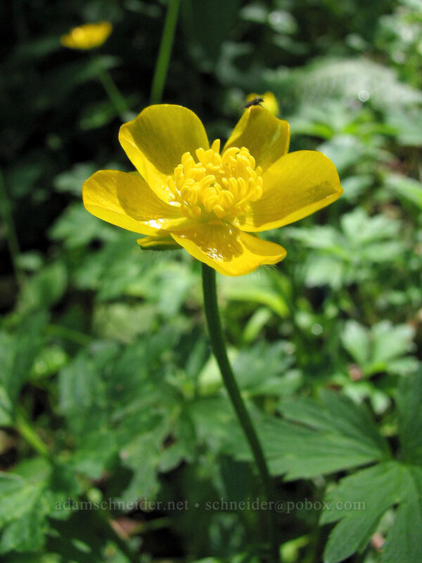 creeping buttercup (Ranunculus repens) [Saddle Mountain trailhead, Clatsop County, Oregon]