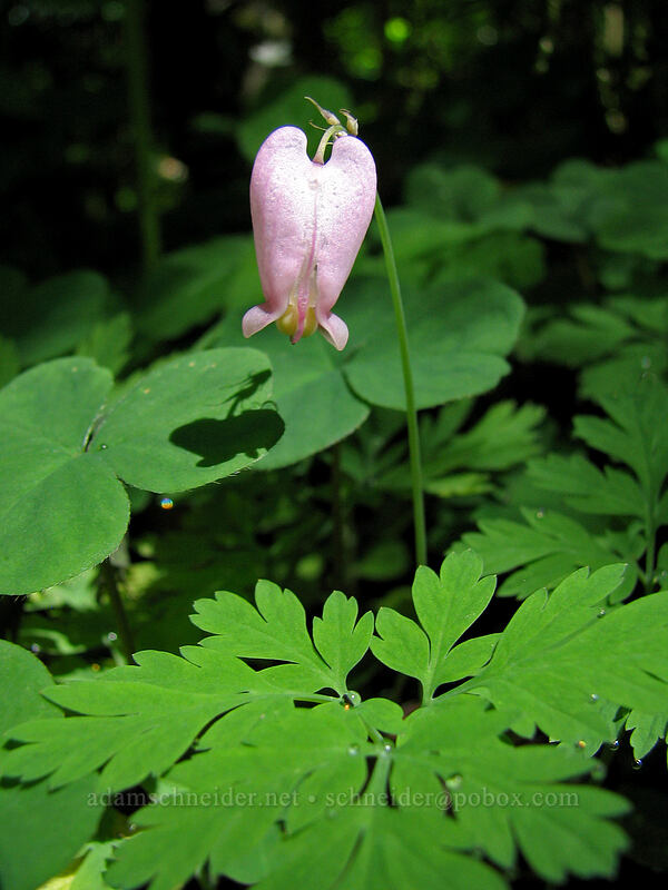 Pacific bleeding heart (Dicentra formosa) [Saddle Mountain Trail, Clatsop County, Oregon]