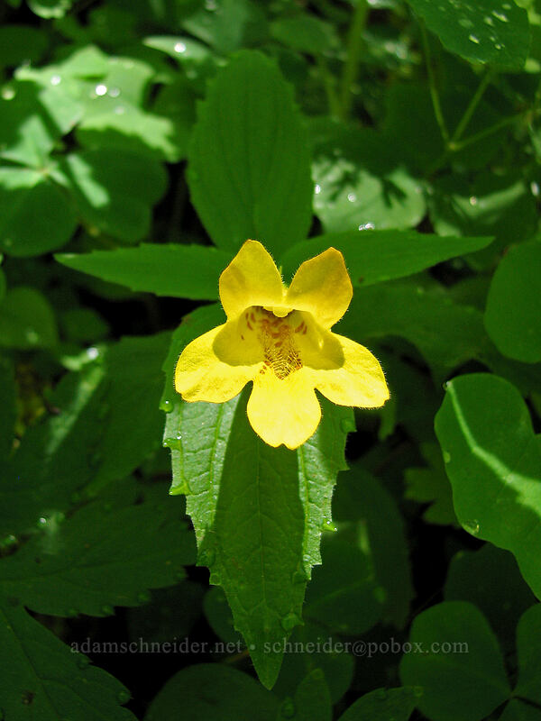 tooth-leaved monkeyflower (Erythranthe dentata (Mimulus dentatus)) [Saddle Mountain Trail, Clatsop County, Oregon]