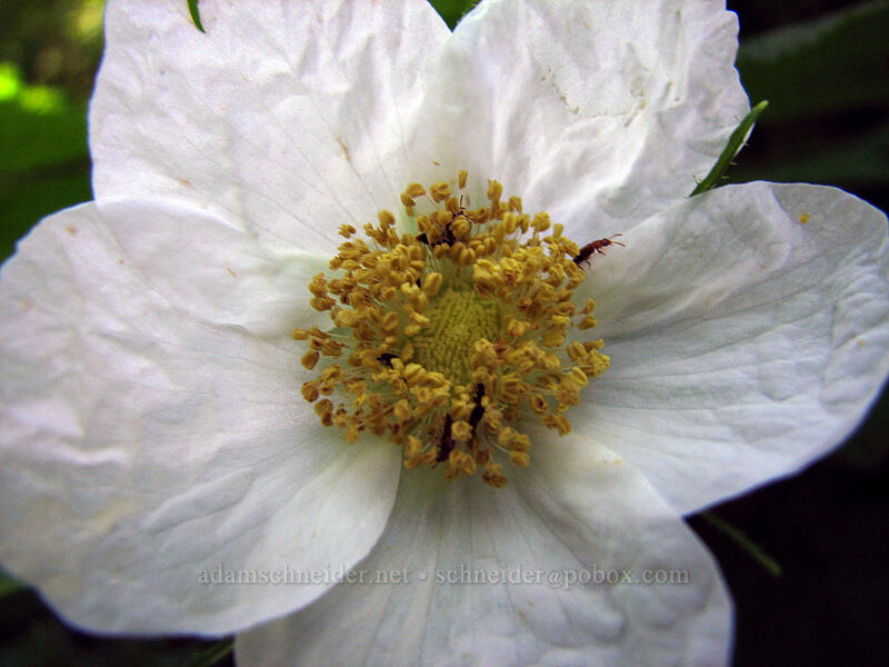 thimbleberry flower (Rubus parviflorus) [Saddle Mountain Trail, Clatsop County, Oregon]