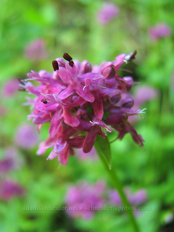 rosy plectritis (Plectritis congesta) [Saddle Mountain Trail, Clatsop County, Oregon]