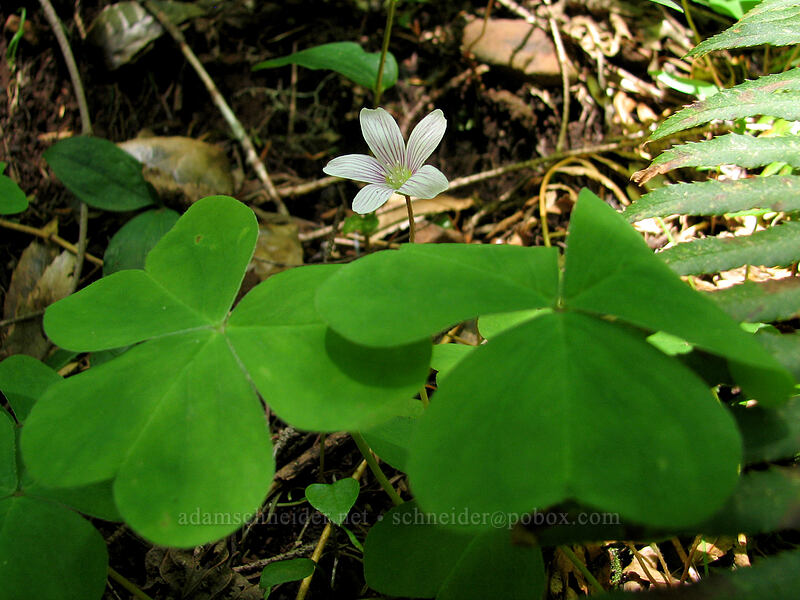 redwood sorrel (Oxalis oregana) [Saddle Mountain Trail, Clatsop County, Oregon]