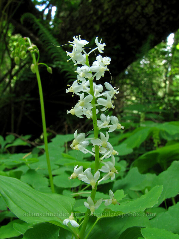 false lily-of-the-valley (Maianthemum dilatatum) [Saddle Mountain Trail, Clatsop County, Oregon]