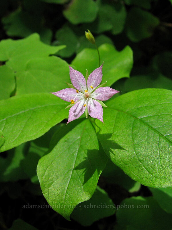 Pacific starflower (Lysimachia latifolia (Trientalis latifolia)) [Saddle Mountain Trail, Clatsop County, Oregon]