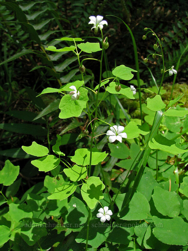 inside-out flower (Vancouveria hexandra) [Saddle Mountain Trail, Clatsop County, Oregon]