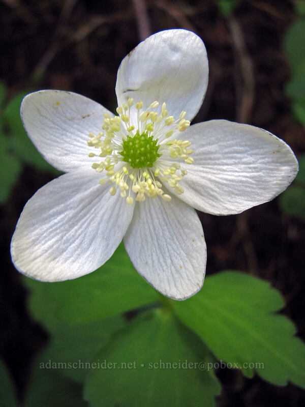 Columbia windflower (Anemone deltoidea) [Saddle Mountain Trail, Clatsop County, Oregon]