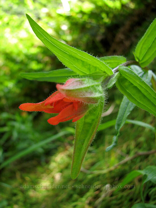 droopy paintbrush (Castilleja miniata) [Saddle Mountain Trail, Clatsop County, Oregon]