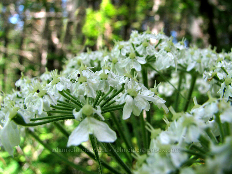 cow parsnip flowers (Heracleum maximum) [Saddle Mountain Trail, Clatsop County, Oregon]