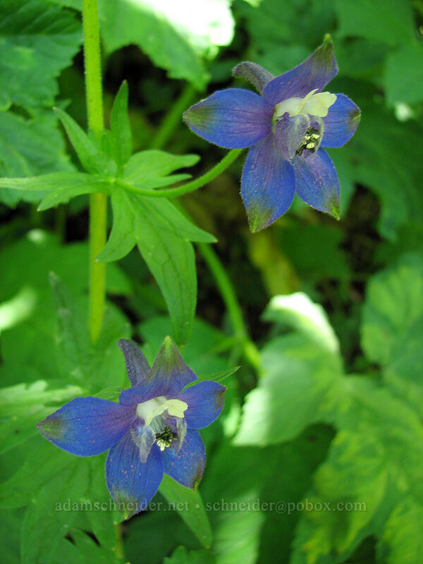 Columbian larkspur (Delphinium trolliifolium) [Saddle Mountain Trail, Clatsop County, Oregon]