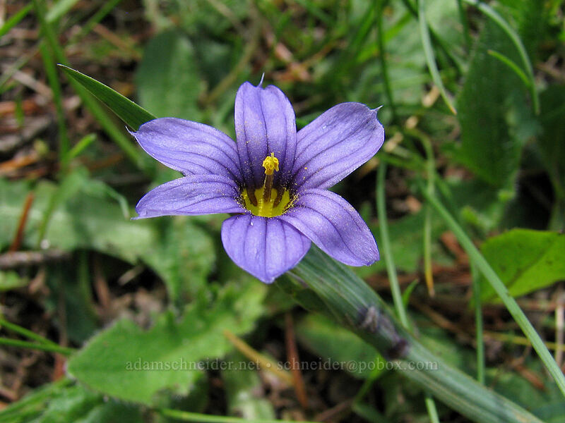 blue-eyed grass (Sisyrinchium idahoense) [Saddle Mountain Trail, Clatsop County, Oregon]