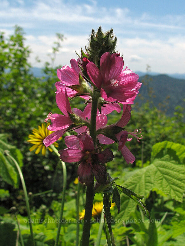 hairy-stemmed checker-mallow (Sidalcea hirtipes) [Saddle Mountain Trail, Clatsop County, Oregon]