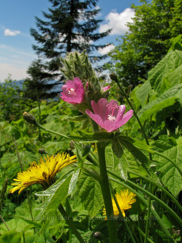 hairy-stemmed checker-mallow (Sidalcea hirtipes) [Saddle Mountain Trail, Clatsop County, Oregon]