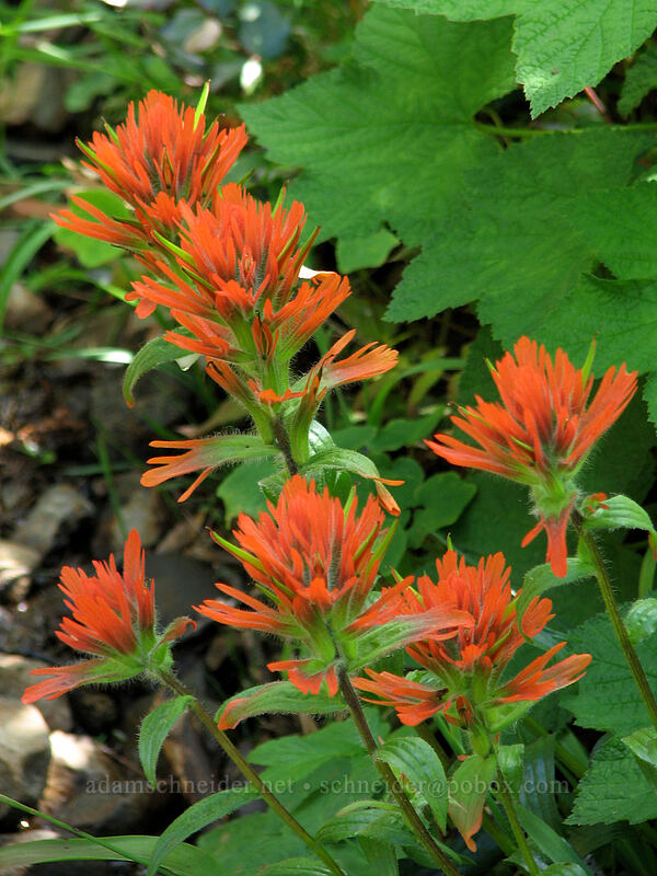 unusually orange paintbrush (Castilleja hispida) [Saddle Mountain Trail, Clatsop County, Oregon]
