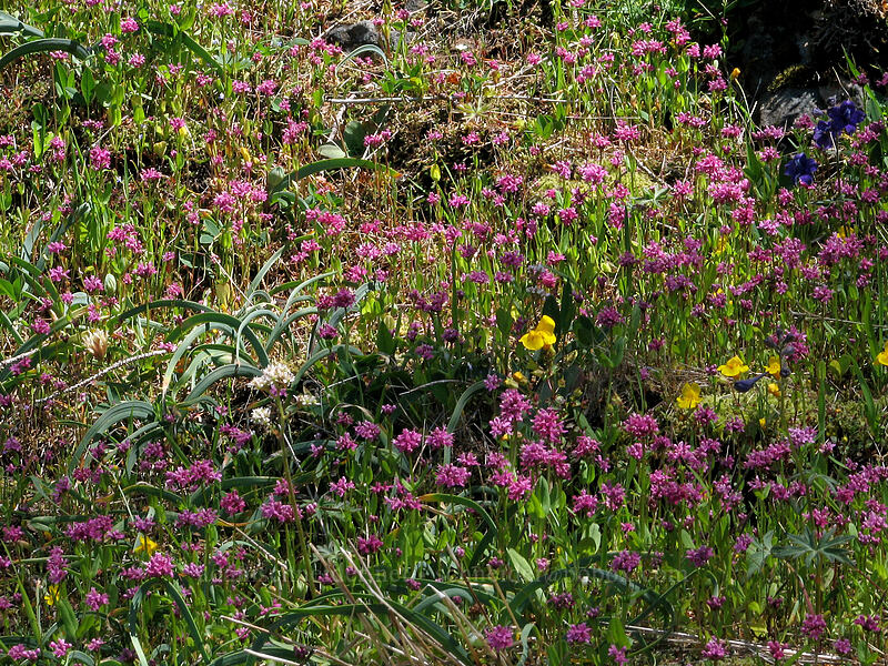 rosy plectritis, wild onion, & other wildflowers (Plectritis congesta, Allium crenulatum, Delphinium menziesii, Erythranthe sp. (Mimulus sp.), Micranthes sp. (Saxifraga sp.)) [East side of Saddle Mountain, Clatsop County, Oregon]