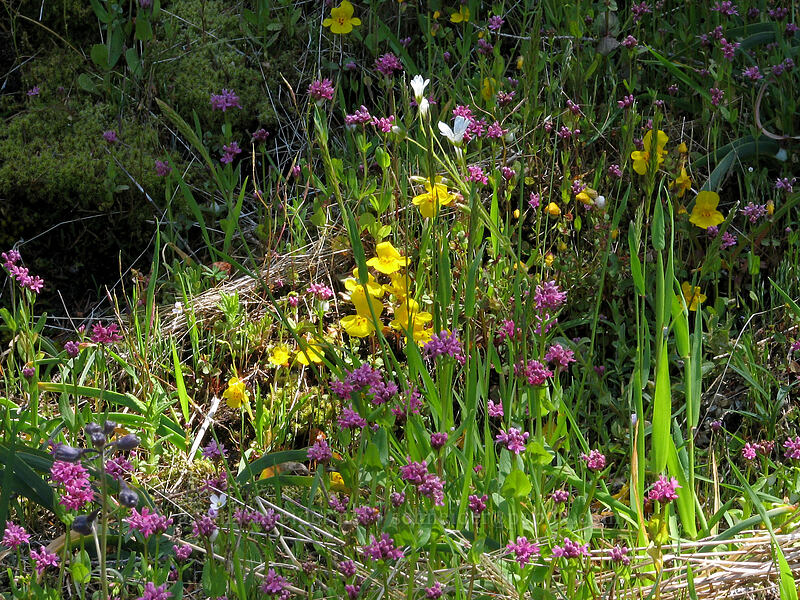 wildflowers (Erythranthe sp. (Mimulus sp.), Plectritis congesta, Cerastium arvense) [East side of Saddle Mountain, Clatsop County, Oregon]