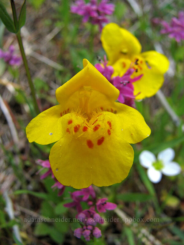 monkeyflower (Erythranthe guttata (Mimulus guttatus)) [East side of Saddle Mountain, Clatsop County, Oregon]
