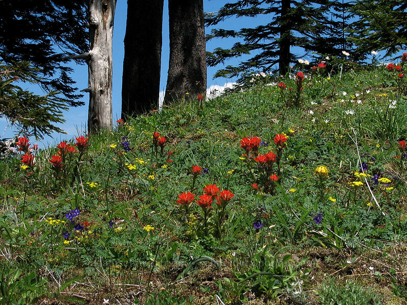 paintbrush & other wildflowers (Castilleja hispida) [East side of Saddle Mountain, Clatsop County, Oregon]