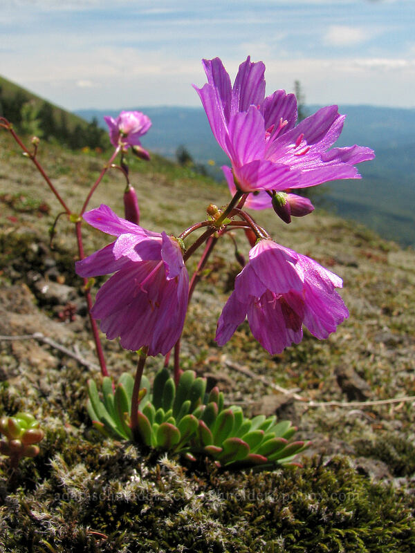 rosy lewisia (Lewisia columbiana var. rupicola) [East side of Saddle Mountain, Clatsop County, Oregon]
