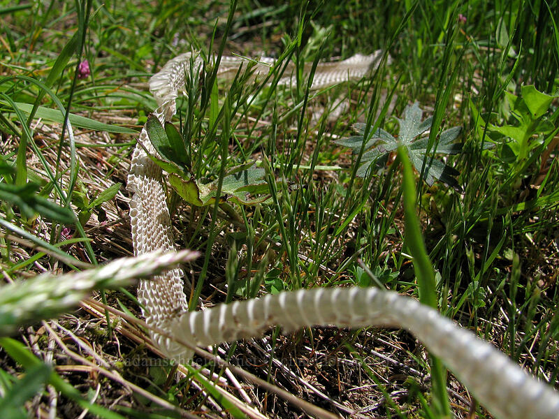 snake skin [East side of Saddle Mountain, Clatsop County, Oregon]