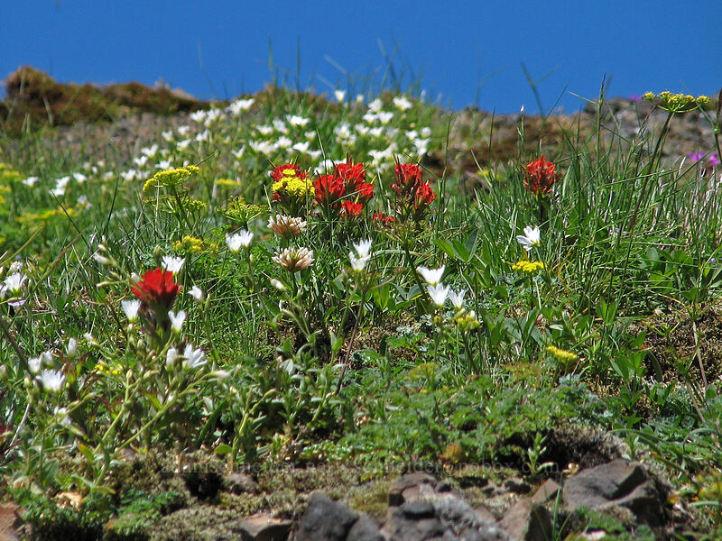 wildflowers [Saddle Mountain Trail, Clatsop County, Oregon]