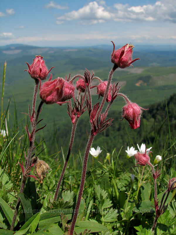 prairie smoke (Geum triflorum) [Saddle Mountain Trail, Clatsop County, Oregon]