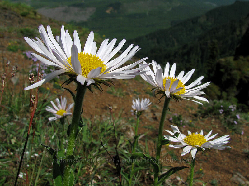 fleabane (Erigeron sp.) [Saddle Mountain Trail, Clatsop County, Oregon]